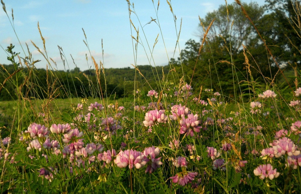 Crown Vetch and some grass by mittens