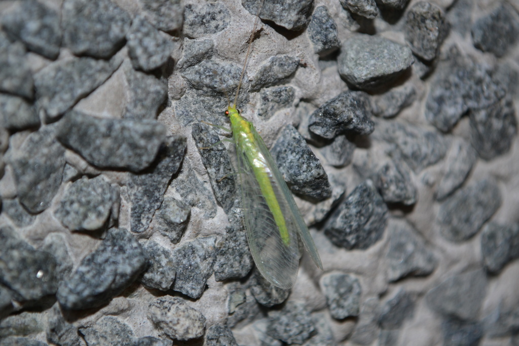 Green Insect by ziggy77