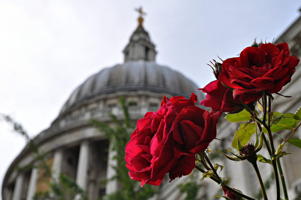 Roses of St Paul's by andycoleborn