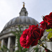 Roses of St Paul's by andycoleborn
