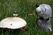 17th Jun 2013 - Guarding the Mushroom
