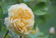 14th Jun 2013 - Yellow Rose