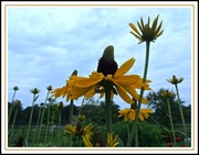 18th Jun 2013 - Sunflowers: Reaching Up