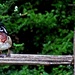 Wood Duck on Wood Fence by grannysue