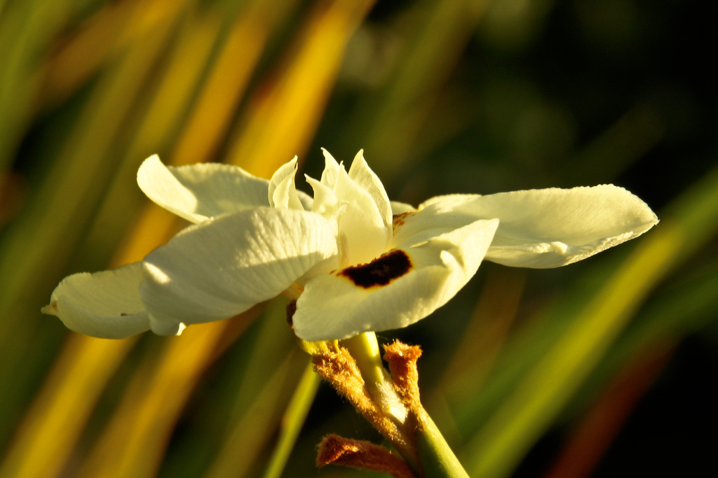 Afternoon sunshine by danette