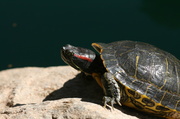 17th Jun 2013 - Turtle