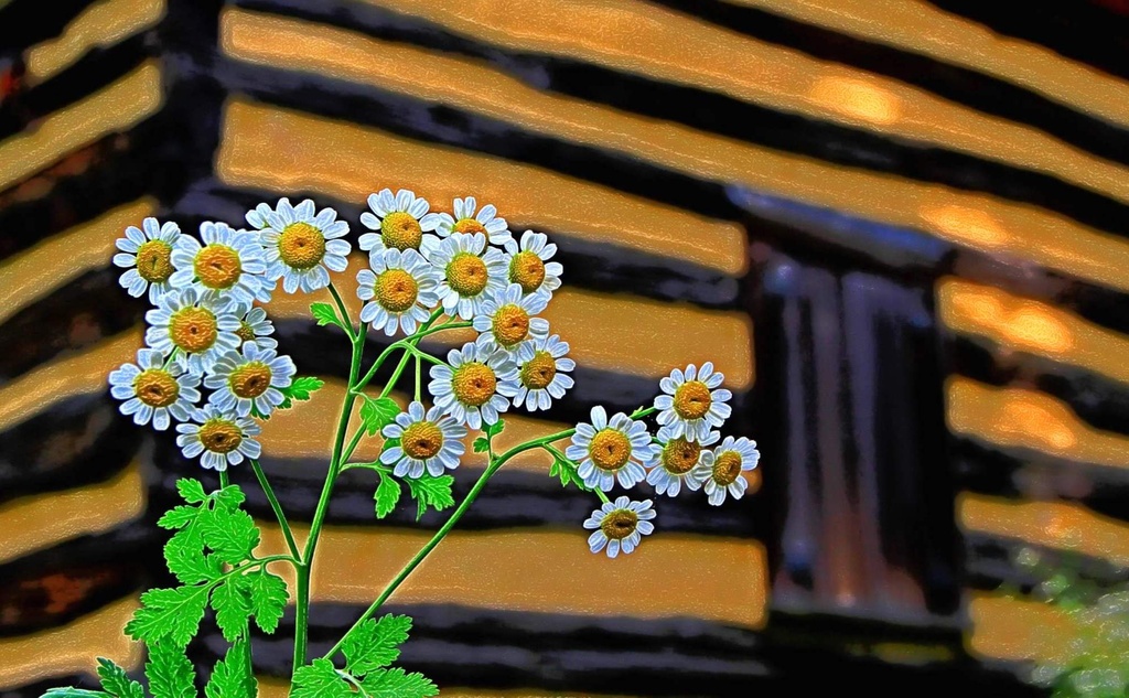 Oakley Cabin Flowers by sbolden