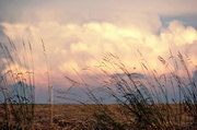 17th Jun 2013 - Whispers In The Wind