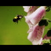 Bee on Foxglove by jankoos