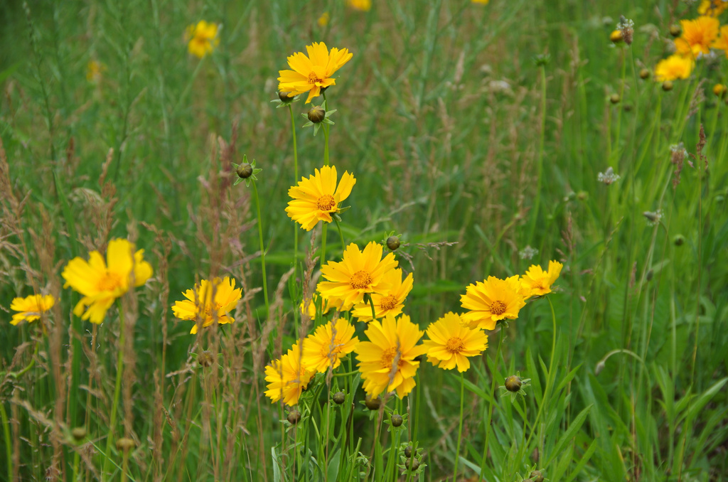 Yellow field by houser934