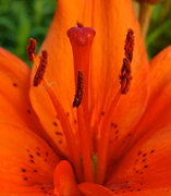 17th Jun 2013 - Shy Spider on Lily