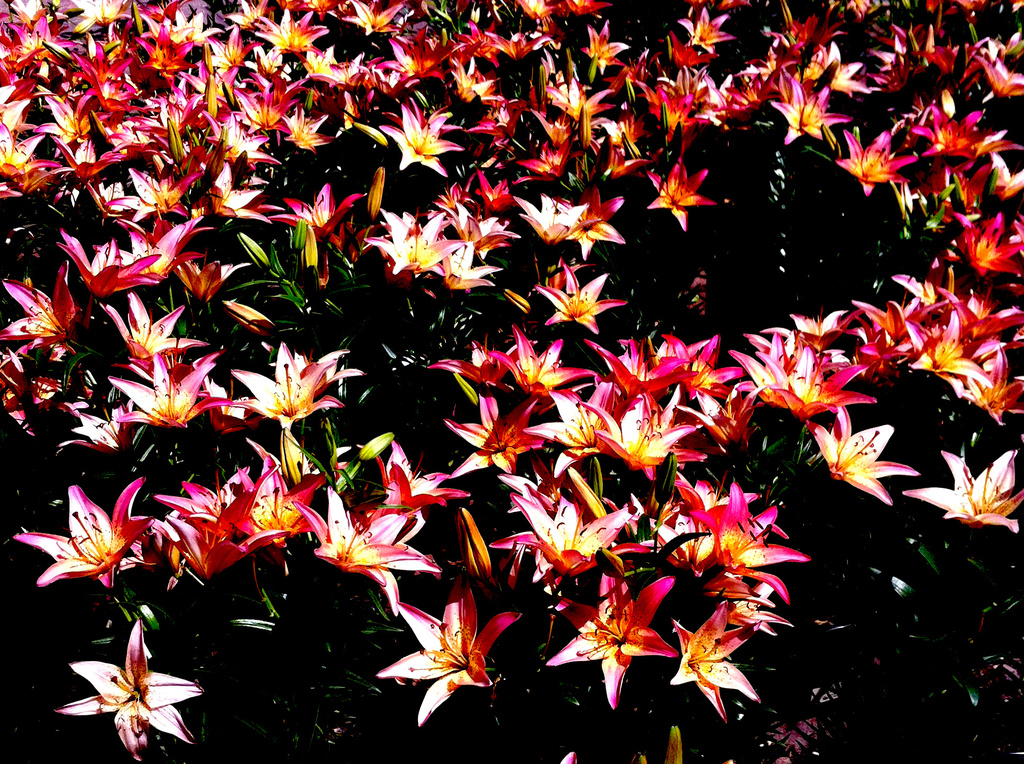 Lilies by dakotakid35