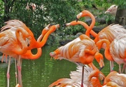 10th Jun 2013 - flamingos 