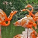 flamingos  by dmdfday