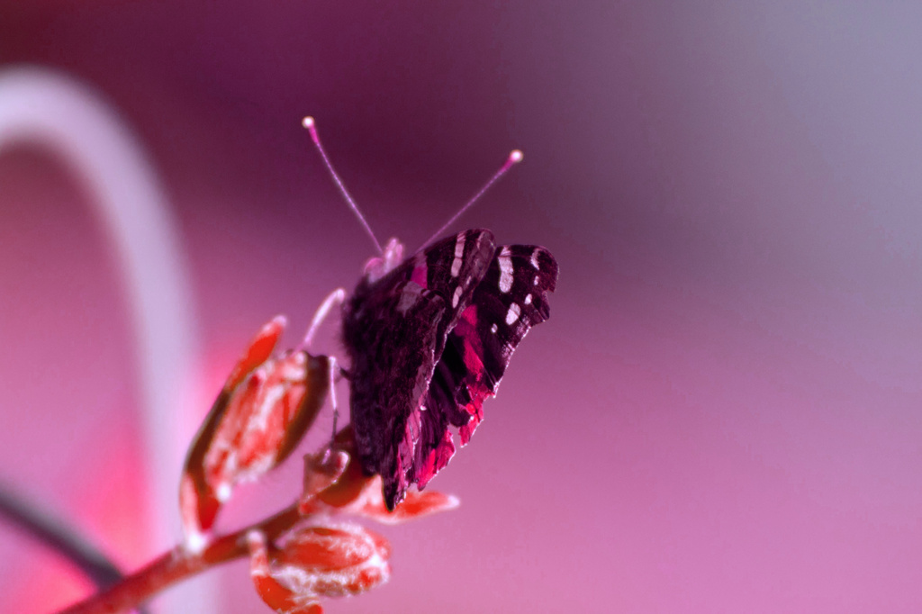 Butterfly Pink by nanderson