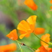 California Poppies by jankoos