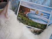 16th Jun 2013 - Postcard and my cat