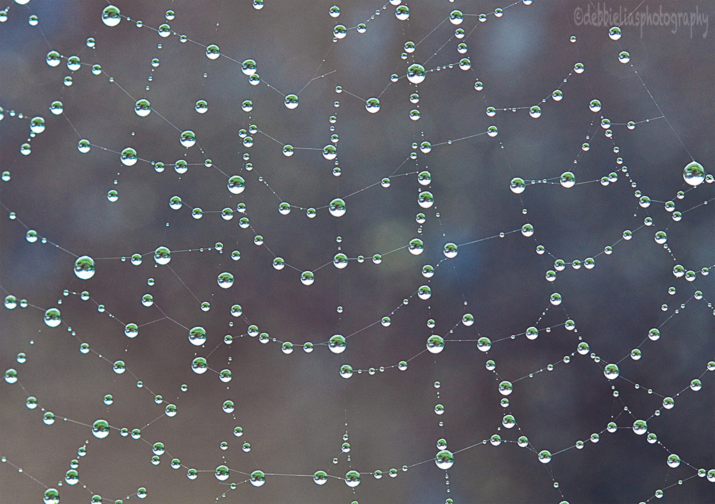 18.6.13 Cobweb Refraction by stoat