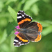Red Admiral by seanoneill