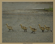 17th Jun 2013 - Why Did the Gosling Cross the Tracks?