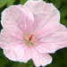 Little pink flower by padlock
