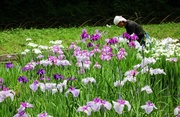 18th Jun 2013 - Gardener tending precious irises