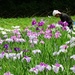 Gardener tending precious irises by jyokota
