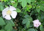 18th Jun 2013 - Wild roses in the lane behind our house