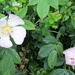 Wild roses in the lane behind our house by foxes37