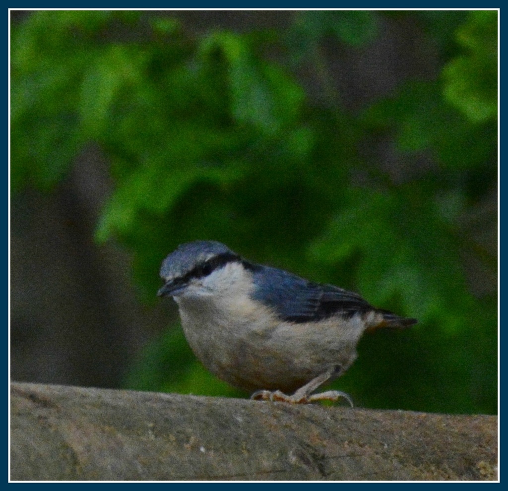 At last - a nuthatch by rosiekind