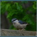 At last - a nuthatch by rosiekind