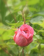 18th Jun 2013 - A pink rose ...for Pat.