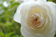 18th Jun 2013 - White rose