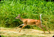 17th Jun 2013 - Deer trying to outrun my camera