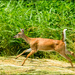 Deer trying to outrun my camera by kathyladley