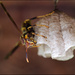 Wasp making a home by kathyladley