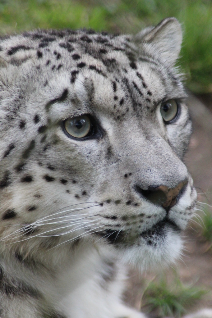 snow leopard  by mariadarby