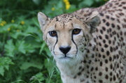 18th Jun 2013 - cheetah 
