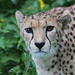 cheetah  by mariadarby
