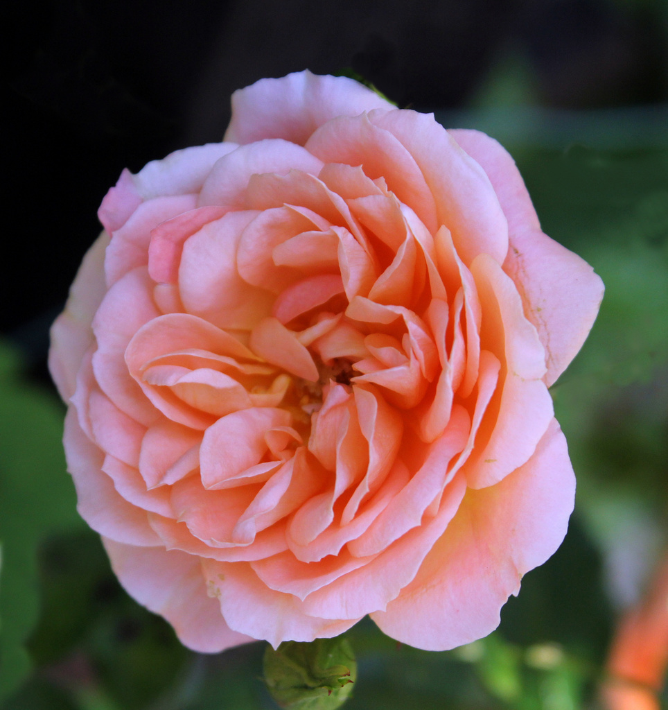 Garden Rose by phil_howcroft