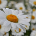 A Plethora of Daisies by andycoleborn