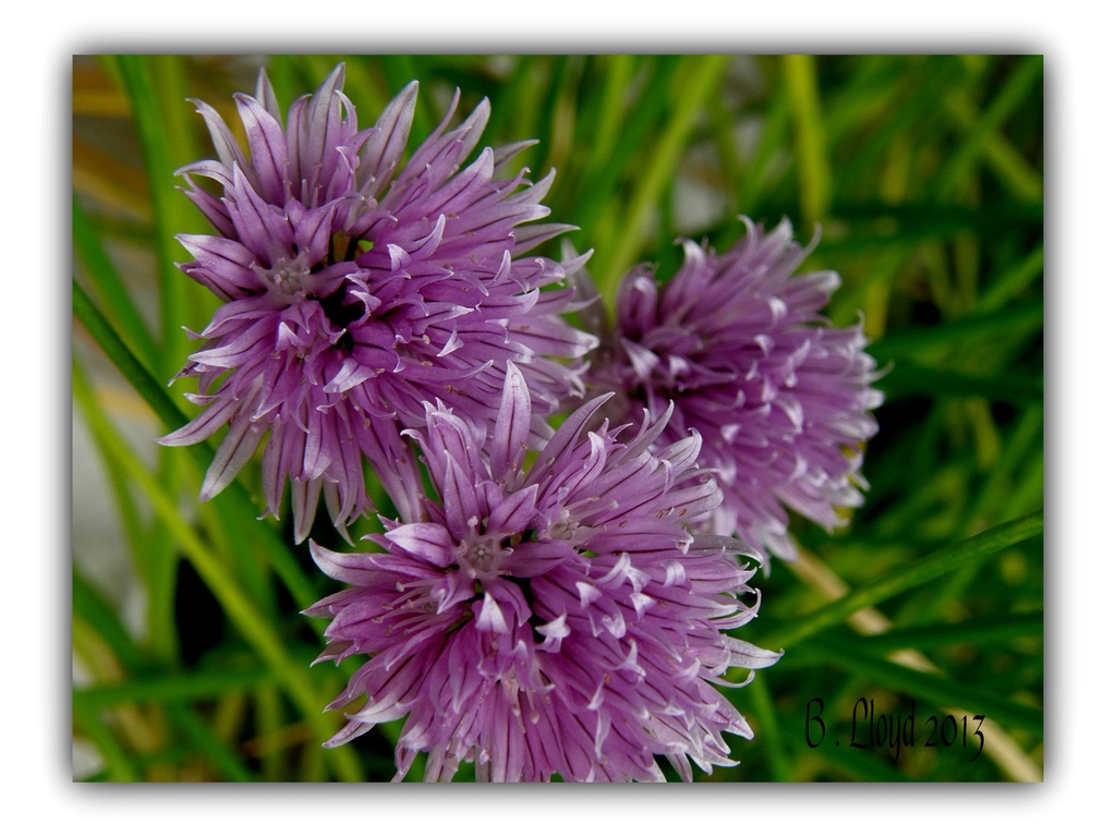 Chives by beryl
