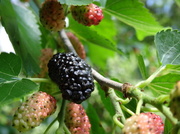 18th Jun 2013 - Day 14 Berries