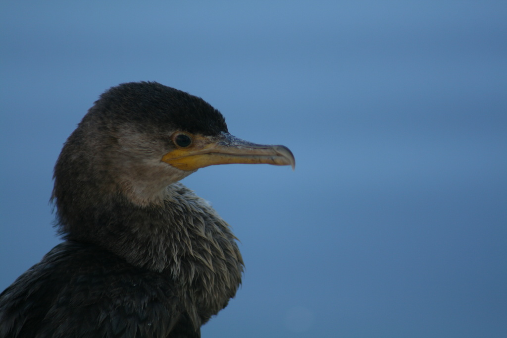 Cormorant Headshot by kerristephens