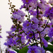 Purple tree by danette