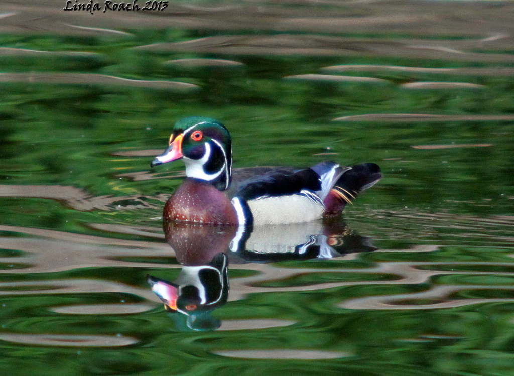 Wood Duck Swimming by grannysue
