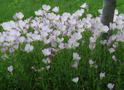 18th Jun 2013 - Pink Butterflies