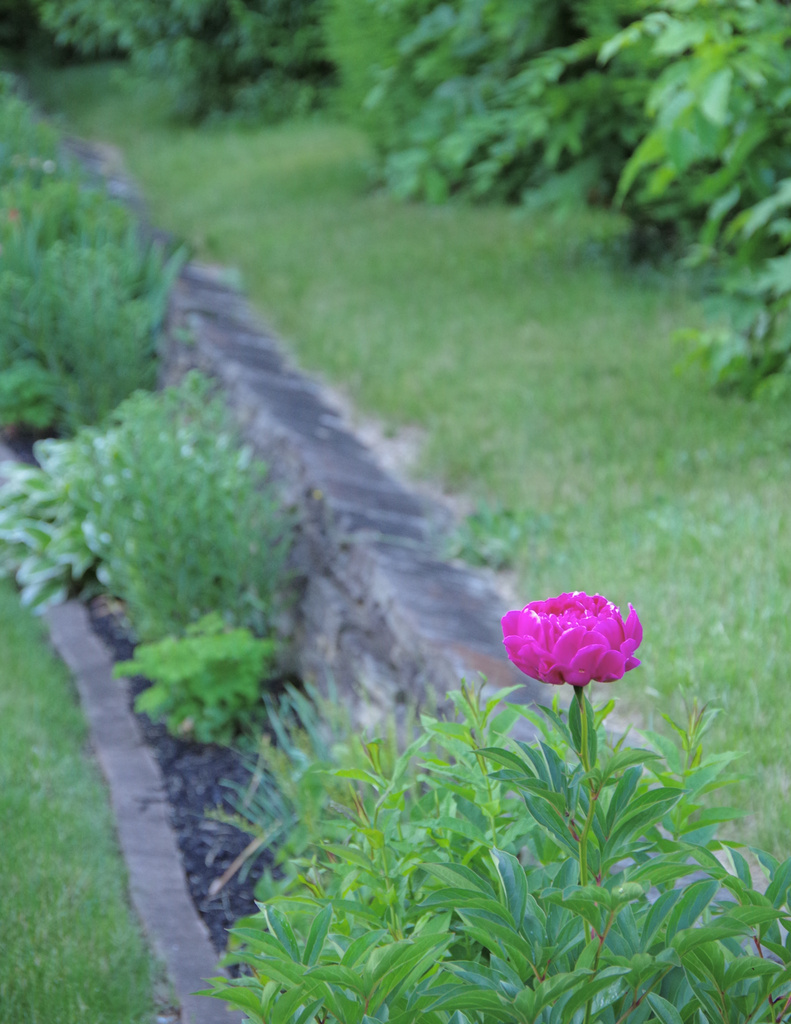 Lone Peony by houser934