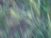 18th Jun 2013 - Grass abstract # 1