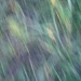 Grass abstract # 1 by mcsiegle